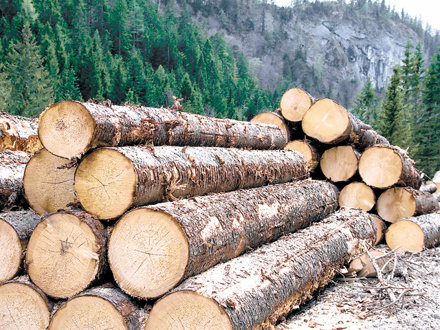Stivă de bușteni de rășinoase la marginea pădurii